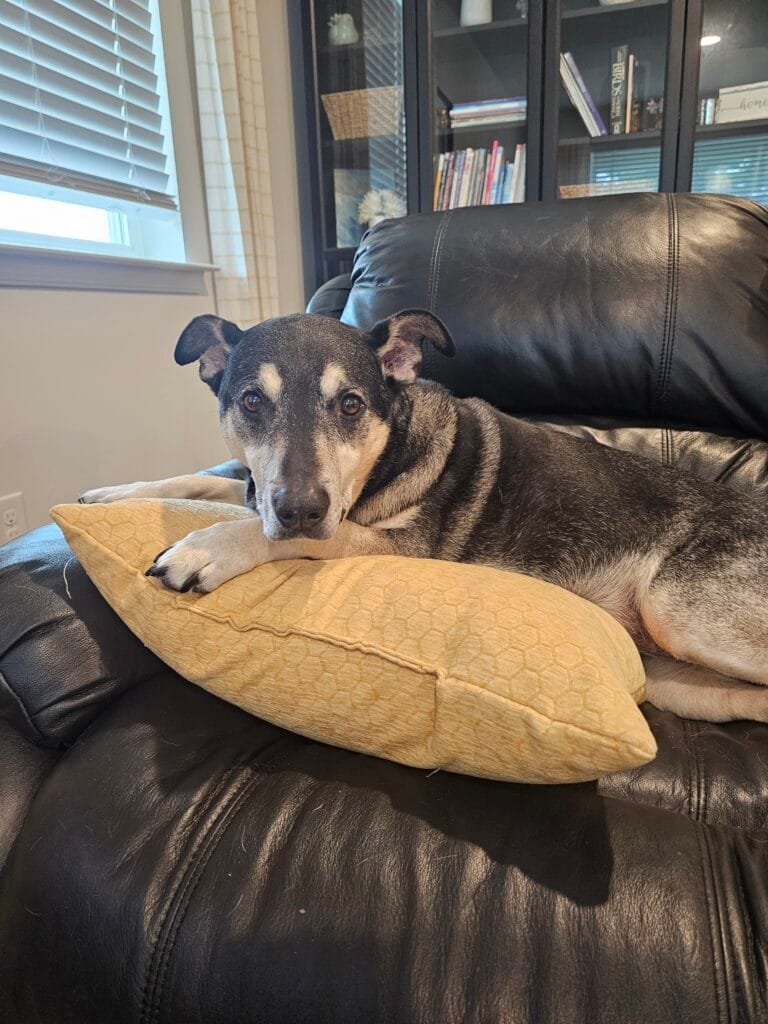 Senior dog with graying muzzle resting chin on pillow on leather couch, looking directly at camera