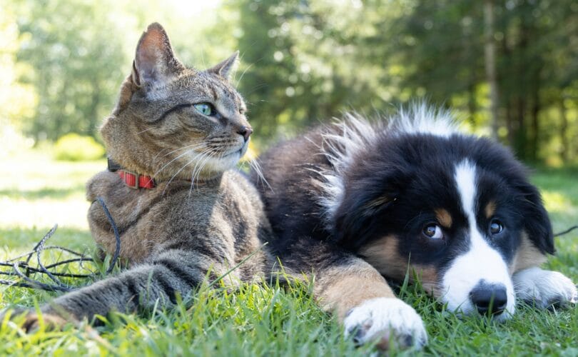 A tabby cat and a fluffy puppy resting together in the grass on a sunny day