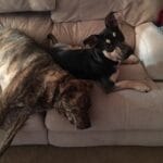 Pet Loss Grief | Coping with Losing a Pet