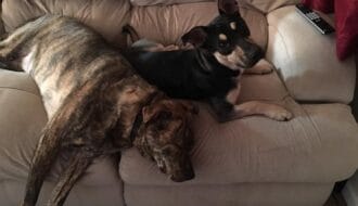 Batman and Rollo, two dogs resting together on a couch — a brindle boxer mix and an Australian Kelpie Corgi mix