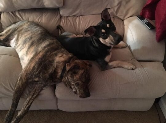 Batman and Rollo, two dogs resting together on a couch — a brindle boxer mix and an Australian Kelpie Corgi mix