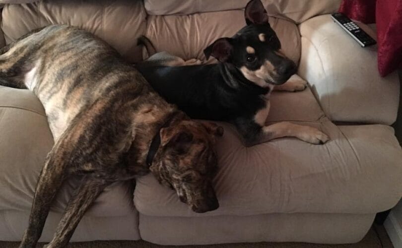 Batman and Rollo, two dogs resting together on a couch — a brindle boxer mix and an Australian Kelpie Corgi mix