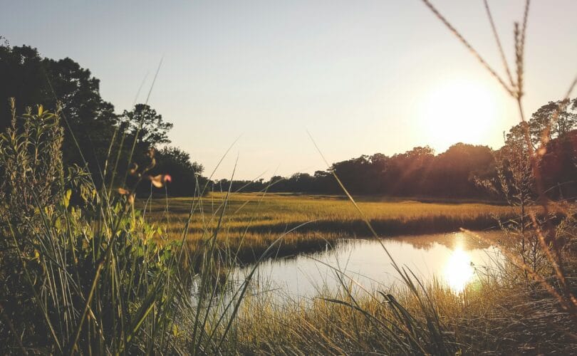Soft golden sunset over a South Carolina coastal marsh, with tall grasses and still water reflecting the light
