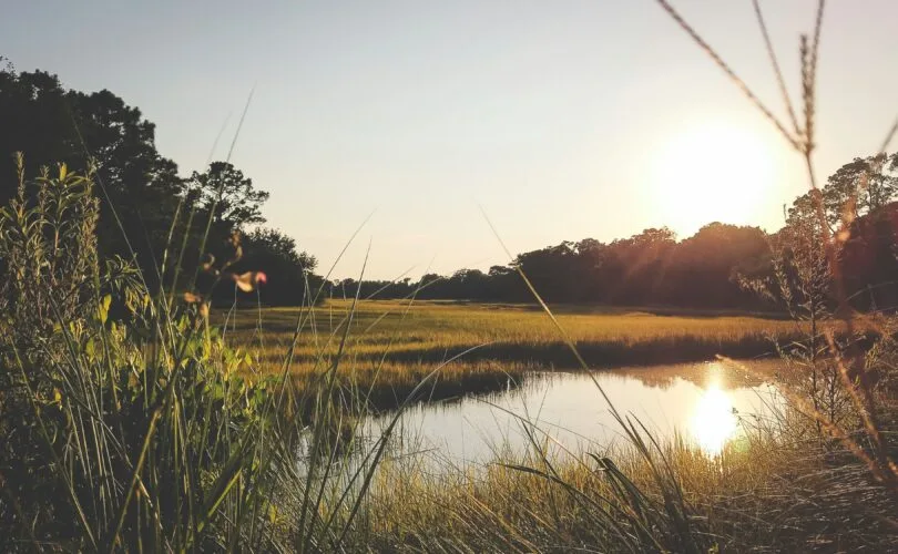 Soft golden sunset over a South Carolina coastal marsh, with tall grasses and still water reflecting the light
